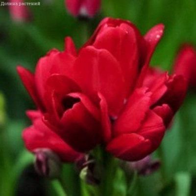 Тюльпан Фиери Клаб Тюльпан Фиери Клаб фото