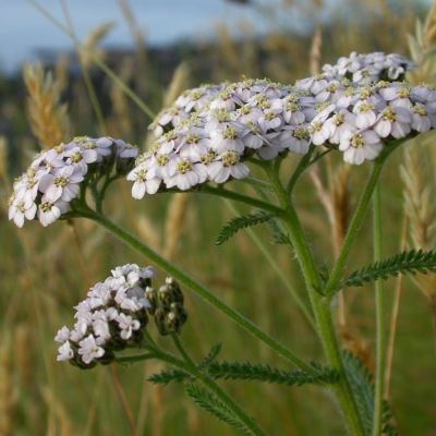 Тысячелистник обыкновенный - Dolina-Sad.Ru