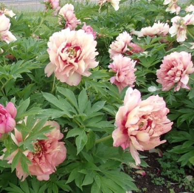 Пион Хиллари фото