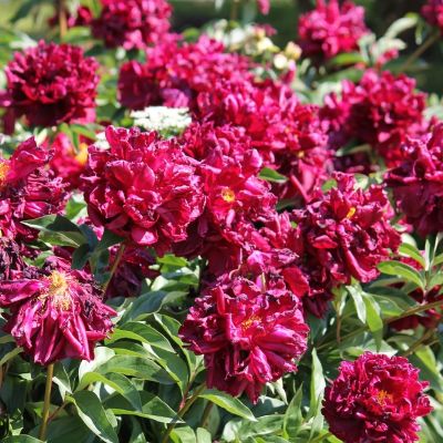 Пион Месье Мартин Каюзак - Dolina-Sad.Ru