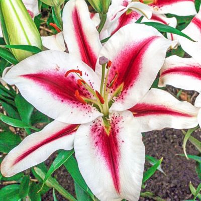 Лилия Хачи Лилия Хачи - Dolina-Sad.Ru