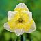 Нарцисс Принтал Нарцисс Принтал фото