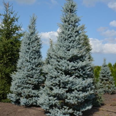 Ель колючая Эдит Ель колючая Эдит фото