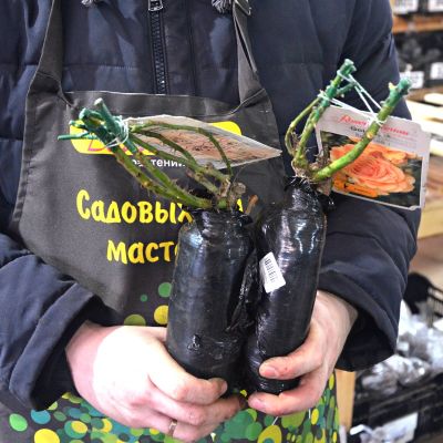 Роза Гольдэльзе Роза Гольдэльзе - Dolina-Sad.Ru