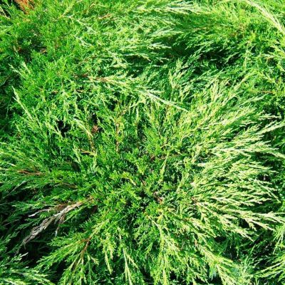 Можжевельник казацкий Кнап Хилл Можжевельник казацкий Кнап Хилл - Dolina-Sad.Ru