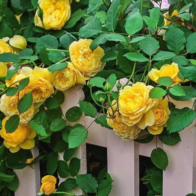 Роза Миккеланжело Роза Миккеланжело фото