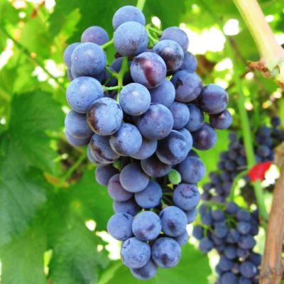 Виноград Оксамит Виноград Оксамит фото