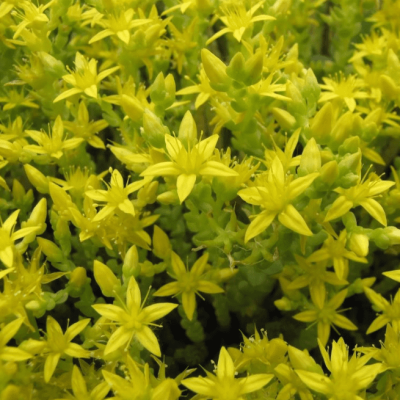 Седум испанский Ауреум фото