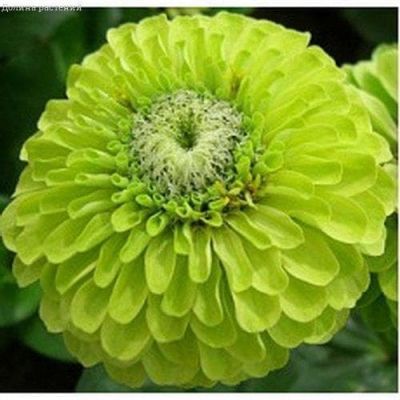 Цинния Энви изящная фото