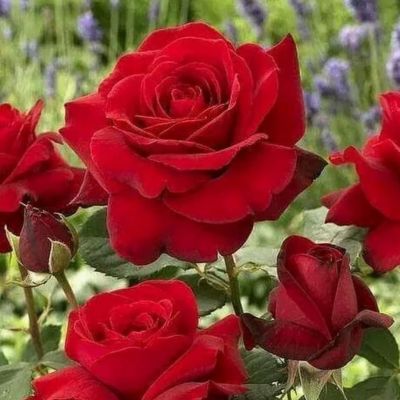 Роза Магнум Роза Магнум - Dolina-Sad.Ru