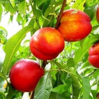 Нектарин Пижон Нектарин Пижон фото