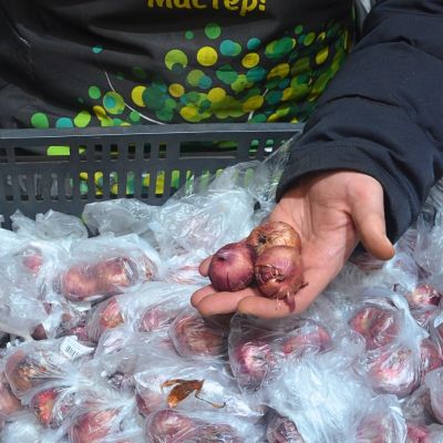 Гладиолус Джо Джо Гладиолус Джо Джо - Dolina-Sad.Ru