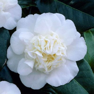 Камелия японская Нобилиссима Камелия японская Нобилиссима - Dolina-Sad.Ru