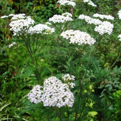 Тысячелистник обыкновенный - Dolina-Sad.Ru