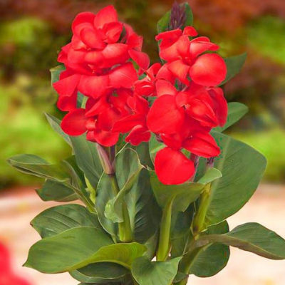 Каннасол Хэппи Изабель Каннасол Хэппи Изабель фото