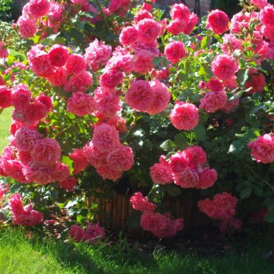 Роза Розариум Ютерсен Роза Розариум Ютерсен - Dolina-Sad.Ru