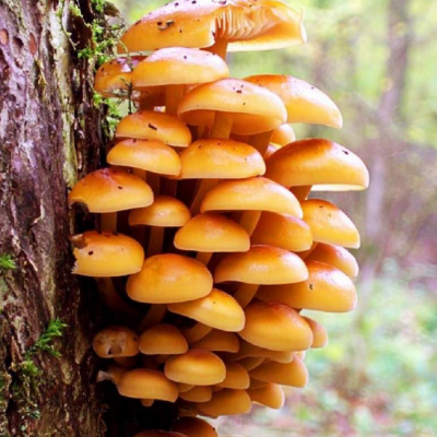 Опенок зимний (дер. палочке) фото