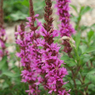 Дербенник иволистный Блаш , x фото