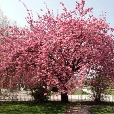 Сакура мелкопильчатая Роял Бургунди Сакура мелкопильчатая Роял Бургунди - Dolina-Sad.Ru