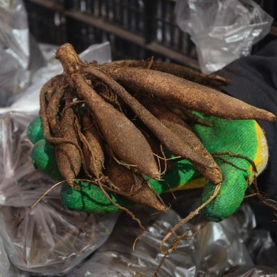 Георгина Блэкберри Риппл Георгина Блэкберри Риппл фото