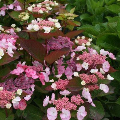 Гортензия пильчатая Дардевил Гортензия пильчатая Дардевил - Dolina-Sad.Ru