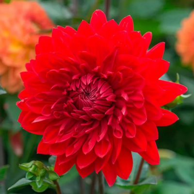 Георгина Гарден Уандер Георгина Гарден Уандер фото