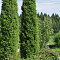 Можжевельник обыкновенный Суецика, С3 - Dolina-Sad.Ru