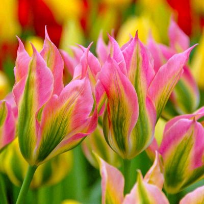 Тюльпан Виричик Тюльпан Виричик фото