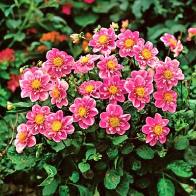 Георгина Хартенаас Георгина Хартенаас - Dolina-Sad.Ru