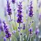 Лаванда, С3 - Dolina-Sad.Ru