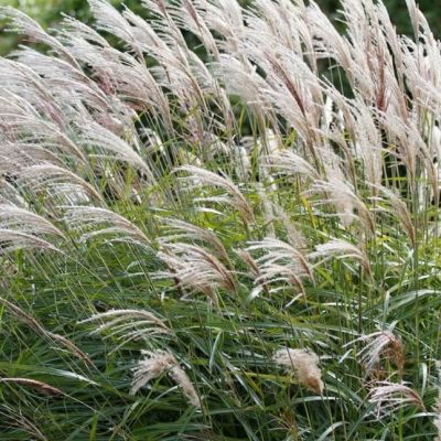 Мискантус китайский Сирене , P11 Мискантус китайский Сирене , P11 фото