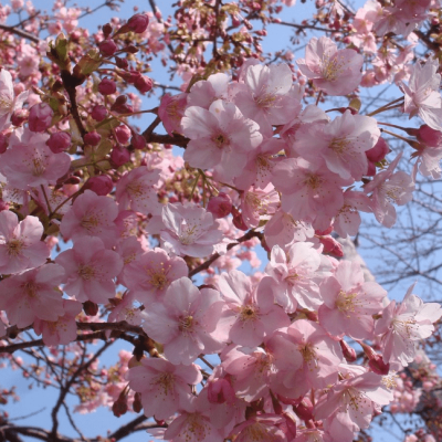 Сакура Элли Сакура Элли фото