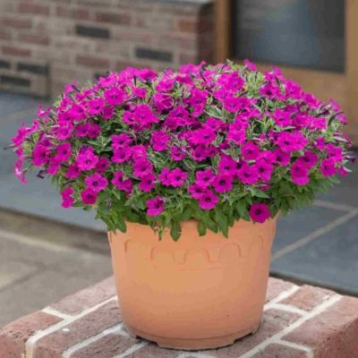 Петуния Баблс Пурпл - Dolina-Sad.Ru