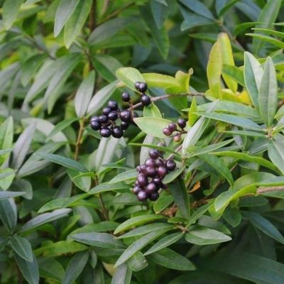 Бирючина обыкновенная Лодензе, С2 - Dolina-Sad.Ru