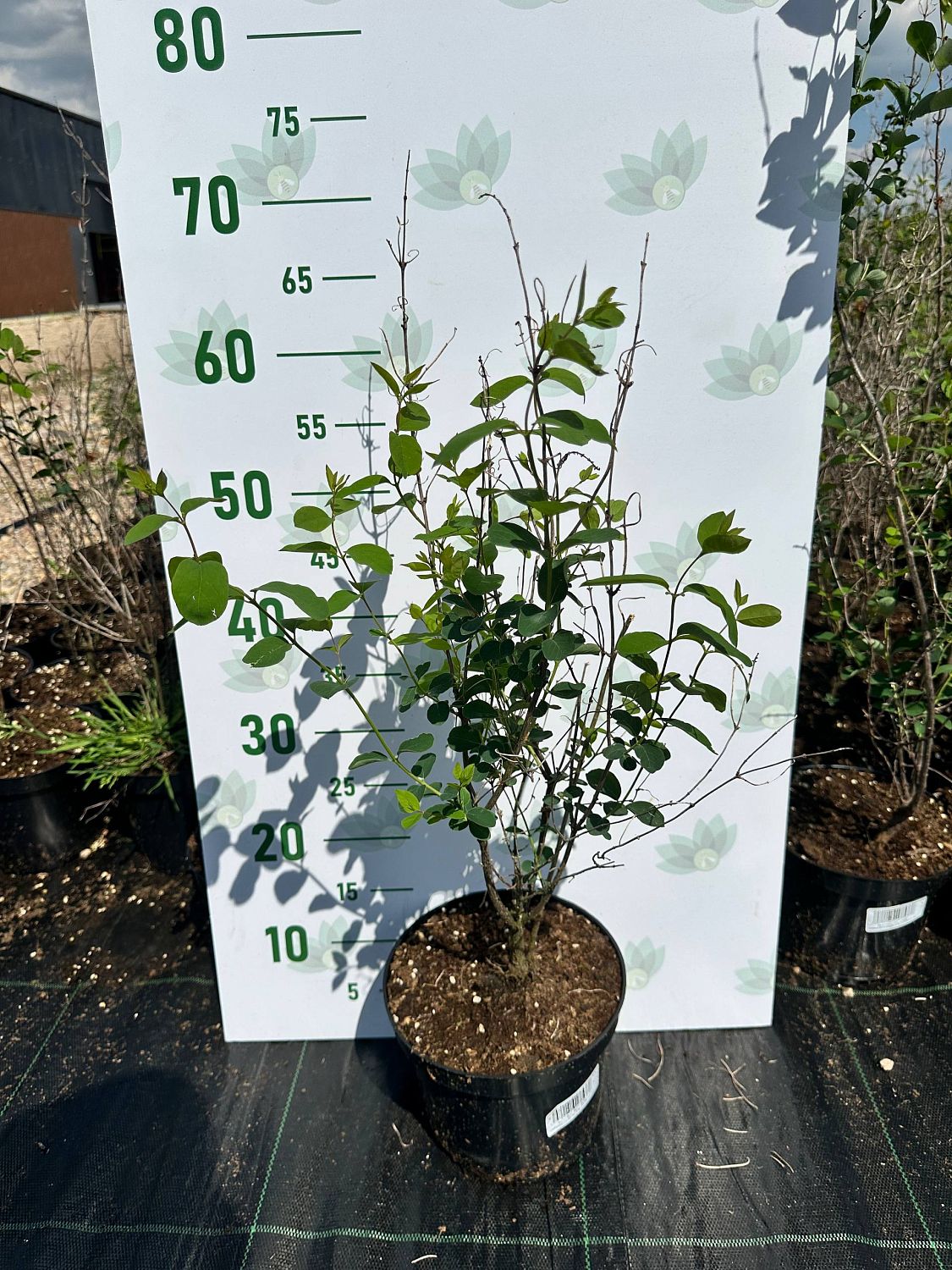 Снежноягодник белый, С3 Снежноягодник белый, С3 - Dolina-Sad.Ru