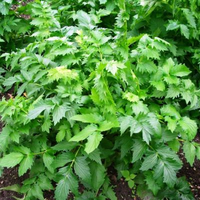 Валериана Лекарственная Кардиола Валериана Лекарственная Кардиола фото