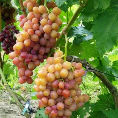 Виноград Эва Виноград Эва фото