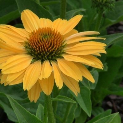 Эхинацея Лакота Еллоу Эхинацея Лакота Еллоу - Dolina-Sad.Ru