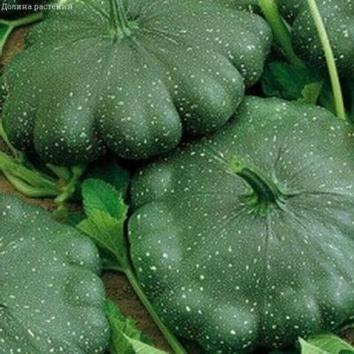 Патиссон Оникс Н12 Патиссон Оникс Н12 фото