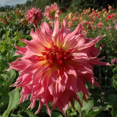 Георгина Пенхил Ватермелон Георгина Пенхил Ватермелон фото