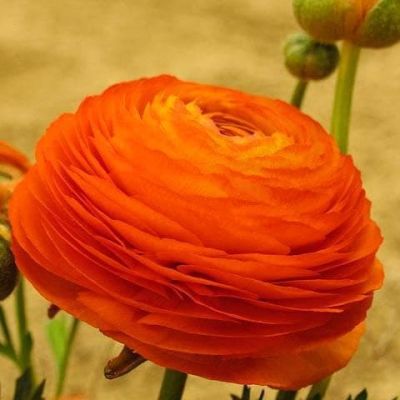 Ранункулюс Оранж фото