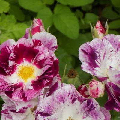 Роза Перпл Сплэш Роза Перпл Сплэш - Dolina-Sad.Ru